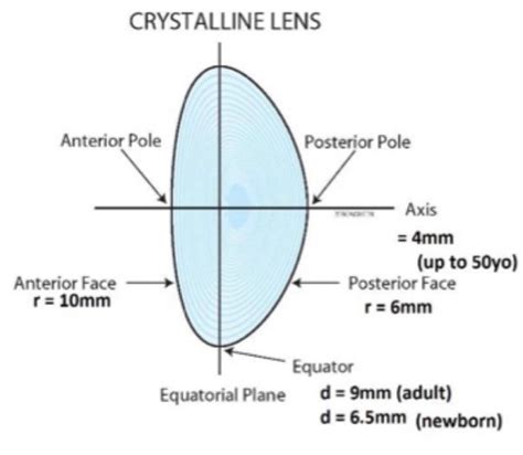 Crystalline Lens Anatomy Lab Flashcards Quizlet