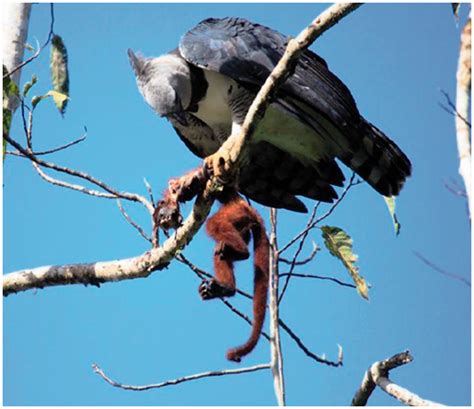 Harpy Eagle Size Comparison