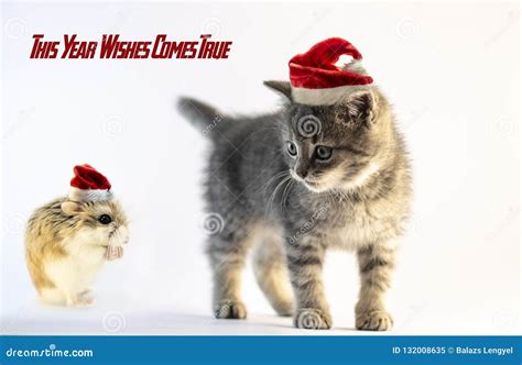 Hamster With Santa Hat Praying To The Cute Gray Cat Stock Image Image