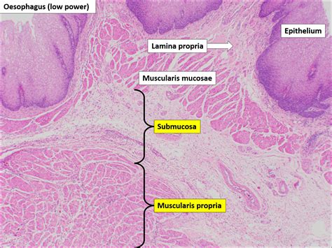 Histology Anatomy Of Fetal Pig Esophagus The Best Porn Website