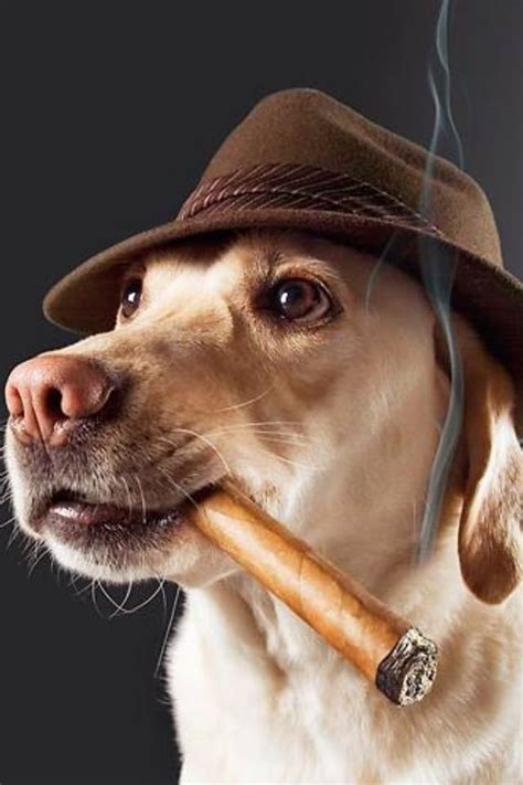 The Art Of Smoke By Fernando Garzón ~~ Image Cigar Dog The Sweet