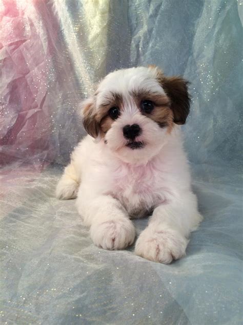Iowas Top Dog Breeder Has Perfect Teddy Bear Puppies For Sale