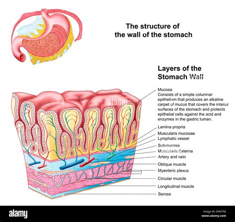 Anatomy Of The Structure And Layers Of The Stomach Wall Stock Photo Alamy