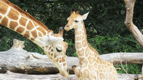 Two Baby Giraffes Born At Fort Worth Zoo