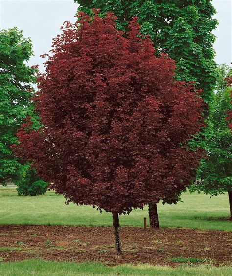 Crimson Sentry Norway Maple Bower And Branch In 2021 Acer Platanoides