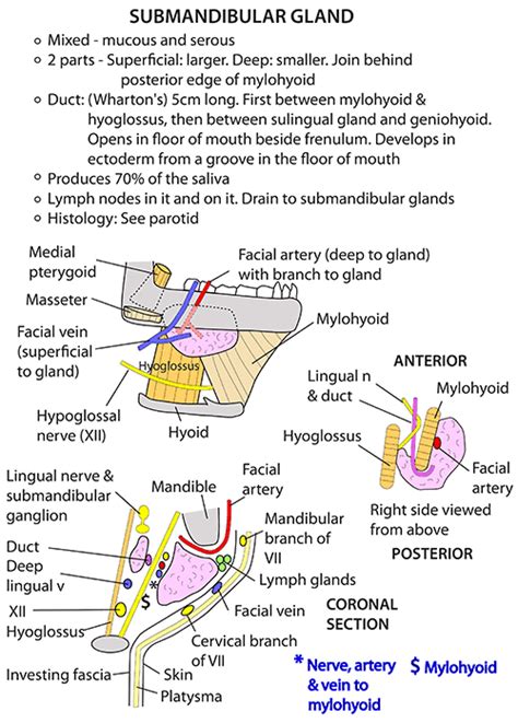 Instant Anatomy Head And Neck Areasorgans Submandibular Region