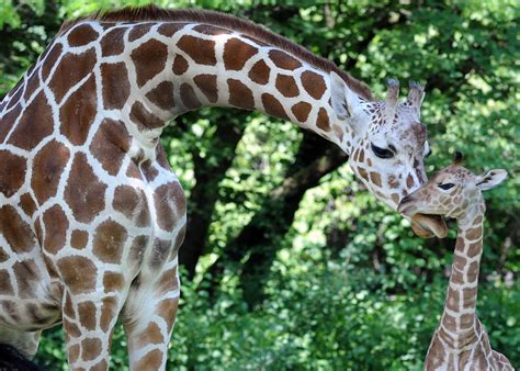 Brookfield Zoo Welcomes Baby Giraffe Photos La Grange Il Patch
