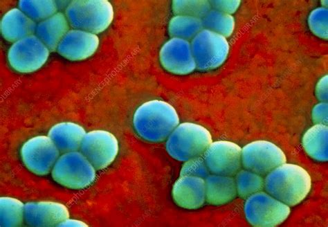 Staphylococcus Aureus Bacteria Stock Image B2340072 Science