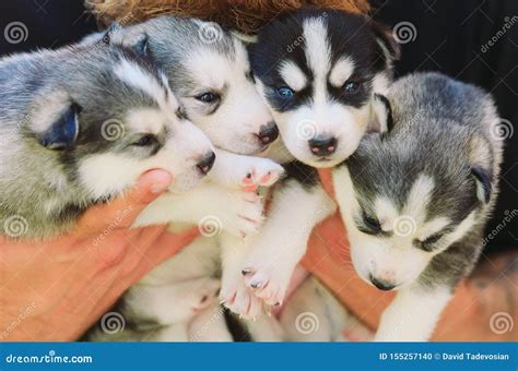 Puppies Siberian Husky Litter Dogs In The Hands Of The Breeder Stock