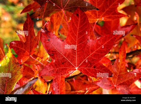 Maple Tree Leaves Stock Photo Alamy