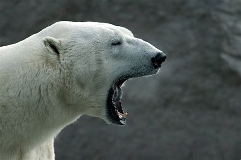 Polar Bear Animal Teeth Mouth Open Animal Stock Photos Pictures