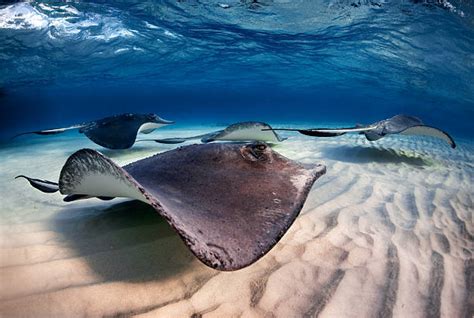 Stingray Stock Photos Pictures And Royalty Free Images Istock