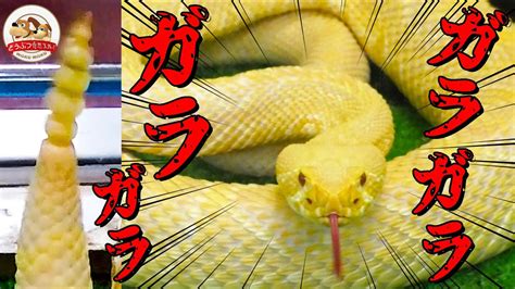 【アメリカ最恐の毒蛇】ガラガラヘビ最大種（アルビノ）の警戒音を間近で聞いてみたら！なぜ音が出るのか仕組みも解説（ジャパンスネークセンター⑧）【どうぶつ奇想天外／wakuwaku】 Youtube