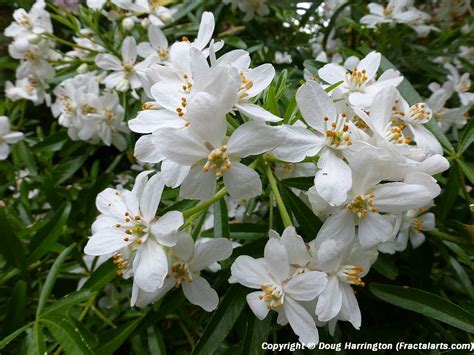 Mock Orange Beautiful Fragrant Flowering Bush Fragrant Flowers