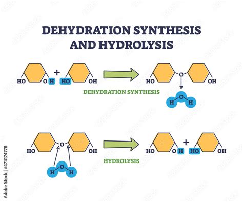 Dehydration Reaction Diagram