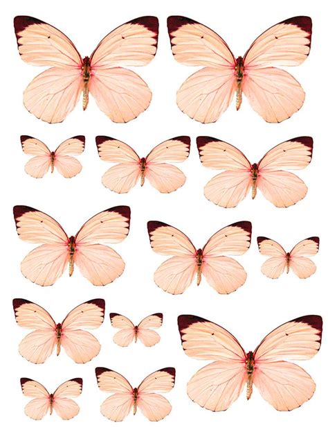 Pin By Connie Foster On Printimiseks Butterfly Printable Butterfly