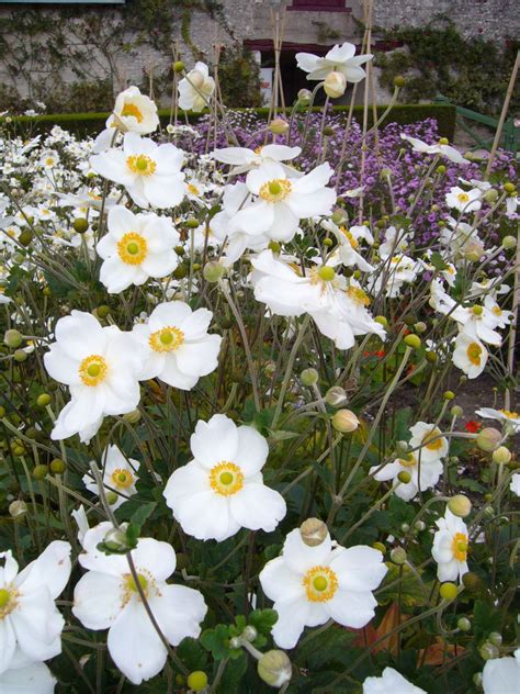 Japanese Anemone Favorite Flower In The World Dream Garden White