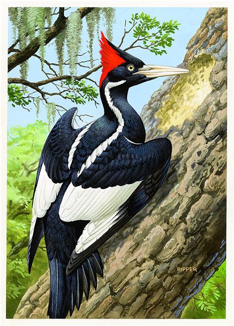 Ivory Billed Woodpecker Archives Warrior Poets