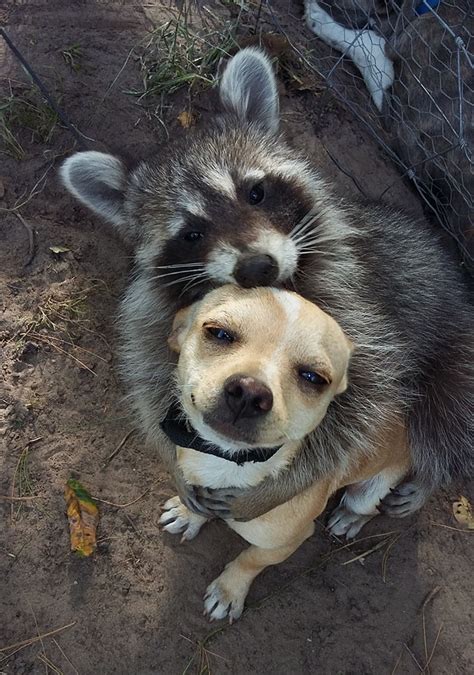 Raccoon And Dog Are Best Friends