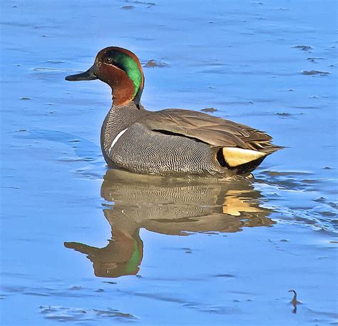 Male Green Winged Teal Photograph By Constantine Gregory