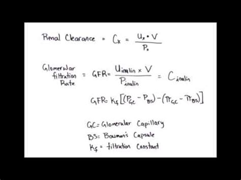 Thus, its value shows how efficiently the kidneys perform their function, that of cleaning blood of different waste products and toxins and their excretion through urine. Equation Rapid Review: Renal Clearance & Glomerular ...
