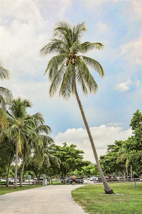 Coconut Palm Tree Photograph By Phyllis Taylor Fine Art America