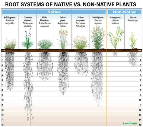 Native Grasses Are They Right For Your Lawn