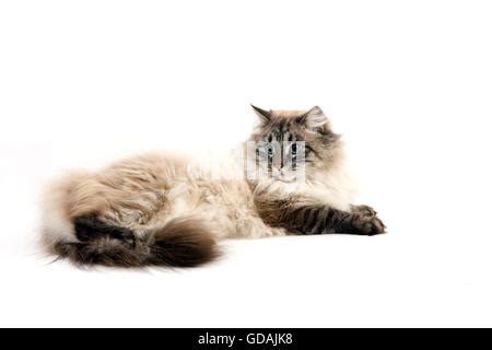 Seal Tabby Point Neva Masquerade Siberian Domestic Cat Male Sitting Against White Background