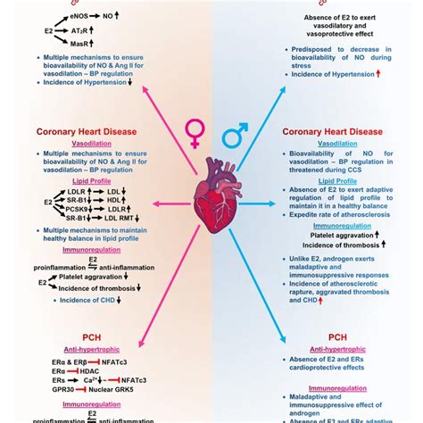 Of Sex Gender Disparities In Cardiovascular Diseases Mediated By The Download Scientific