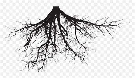 Tree Roots Silhouette Png Transparent Png Vhv