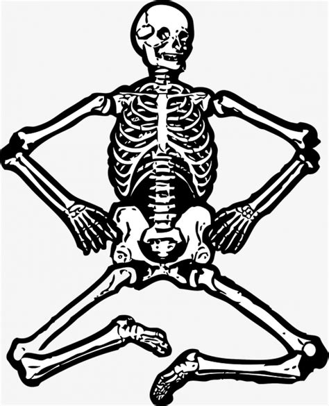 Bone Vector Png Skeleton Human Skeleton Bones Skull Skeletal Png