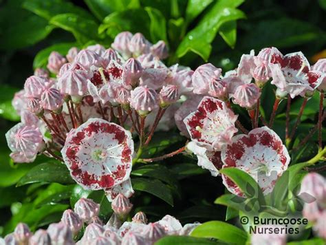 Kalmia Latifolia Minuet From Burncoose Nurseries Kalmia Latifolia