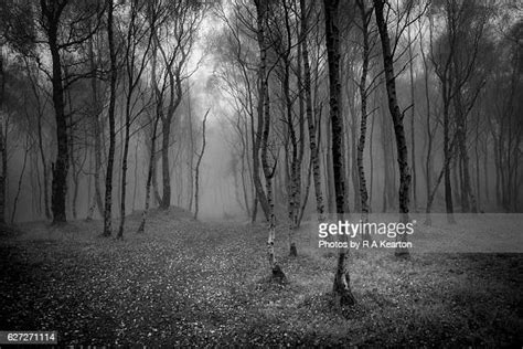 White Birch Tree Forest Photos And Premium High Res Pictures Getty Images