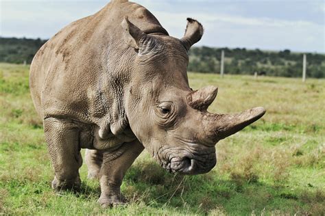 15 Fascinating Northern White Rhino Facts