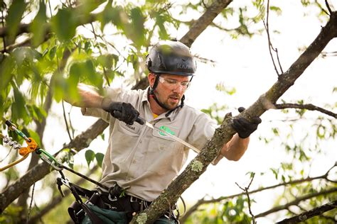 How To Become A Certified Arborist In Pa Tree Removal Service By