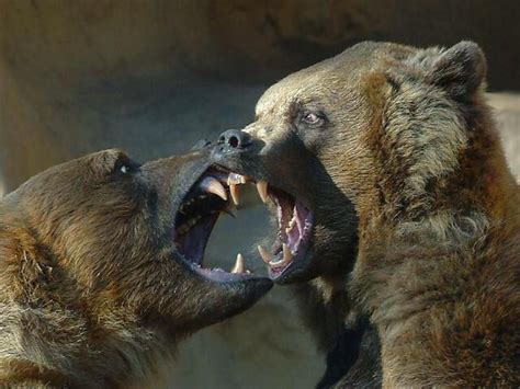 Z Bears In Snarling Contest Tlingit Samurai Warrior Brown Bear Bull