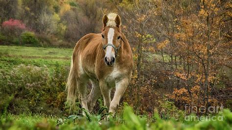 Autumn Horse Pasture Photograph By Janice Pariza Fine Art America
