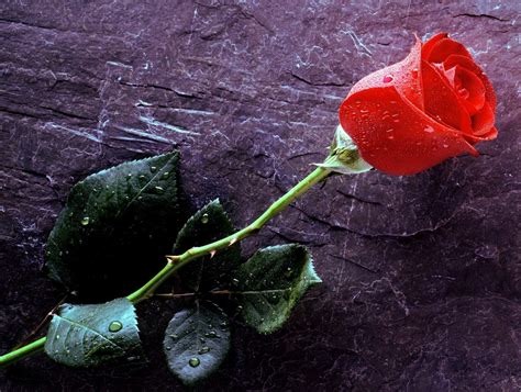 Tapeta na monitor D tapety na plochu růže šarlatové rosa na stole Složení