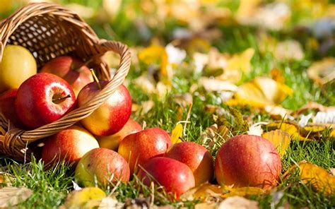 Autumn Apples Wallpapers Top Free Autumn Apples Backgrounds