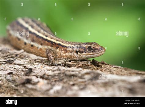 Common Lizard Lacerta Vivipara Adult Female Sunning On A Log Stock
