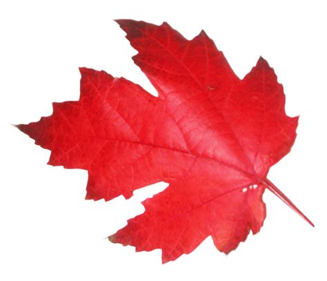 Maple Leaf Png Image Purepng Free Transparent Cc Png Image Library My