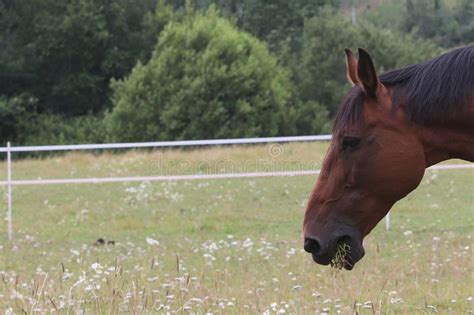 A Brown Horse Eating Grass On The Field And Enjoying The Summer Stock