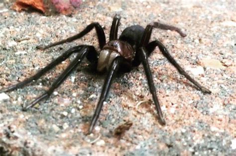 So what should we look out for? Spider so massive it EATS false widows could be in your ...