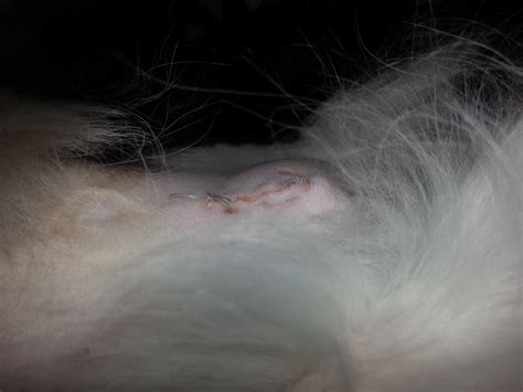 When is it an emergency, warning signs to look out for, and how what are emergency veterinarians? Im really concerned. My cat was spayed this past Wednesday ...