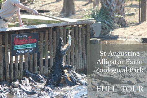St Augustine Alligator Farm Zoological Park Vilano Daybyday