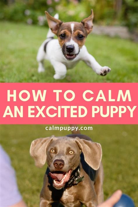 When you return home from work or running errands, how does your dog react? How To Calm Down An Excited Puppy - Calm Puppy | Excited puppy, Puppies, Training your puppy