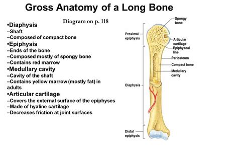 Diagram of of a long bone. Anatomy Of A Typical Long Bone | MedicineBTG.com