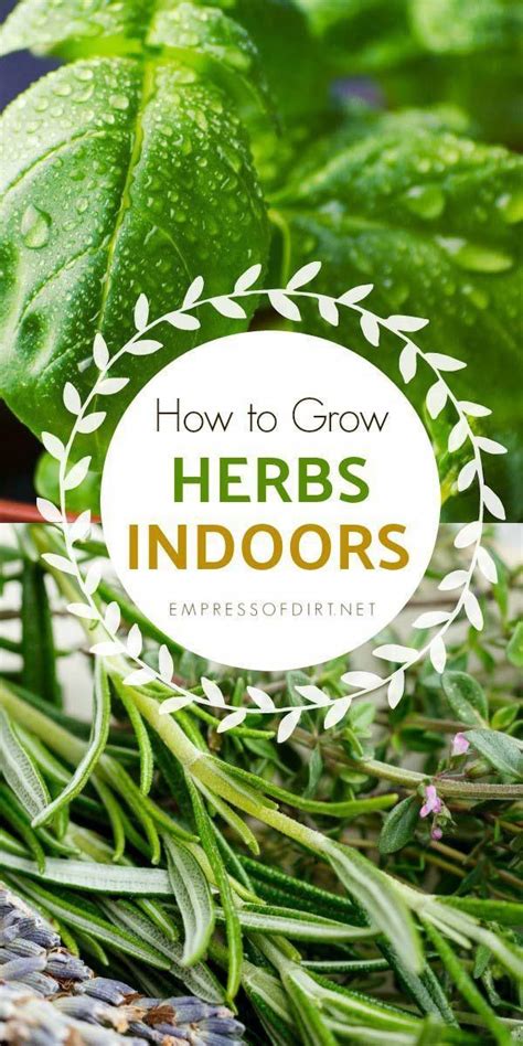 How To Grow Herbs Indoors Beginners Guide Growing Herbs Indoors