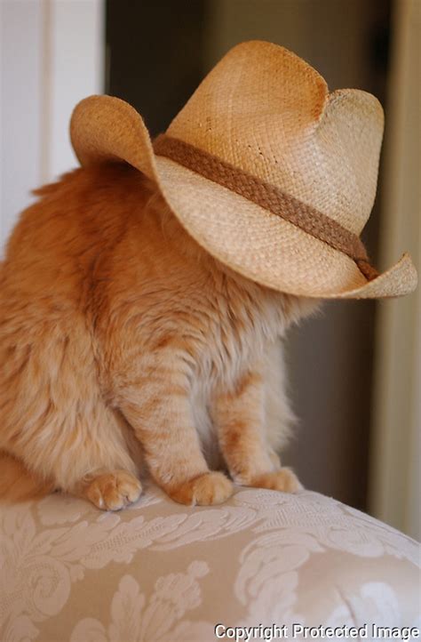 Duncan The Cat And Cowboy Hat Essdras M Suarez Photography