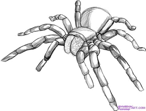 Cool Black And White Line Art Spider Art Spider Drawing Bugs Drawing